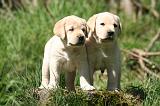 LABRADOR 1163